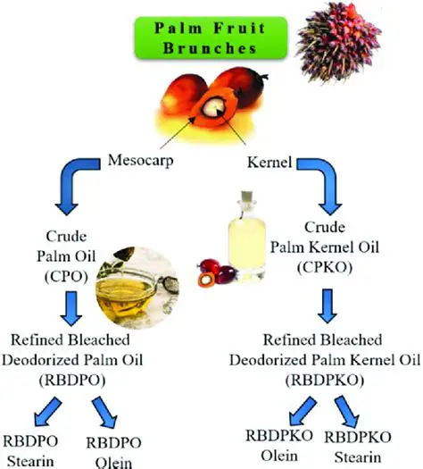 The Importance of Fresh Fruit Bunches in Crude Palm Oil and Palm Kernel Production