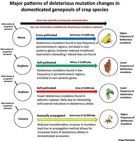 The Importance of Genetic Diversity in Corn Plants
