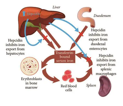 The Importance of Hepcidin in Liver Cirrhosis