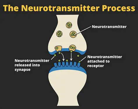 The Importance of Neurotransmitters