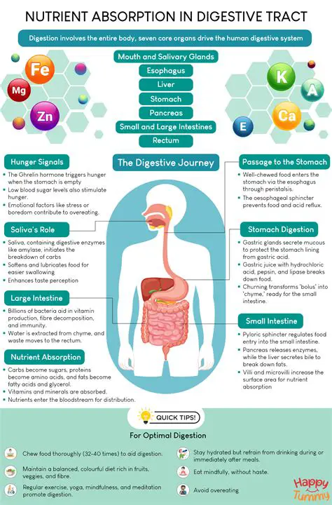 The Importance of Nutrient Absorption