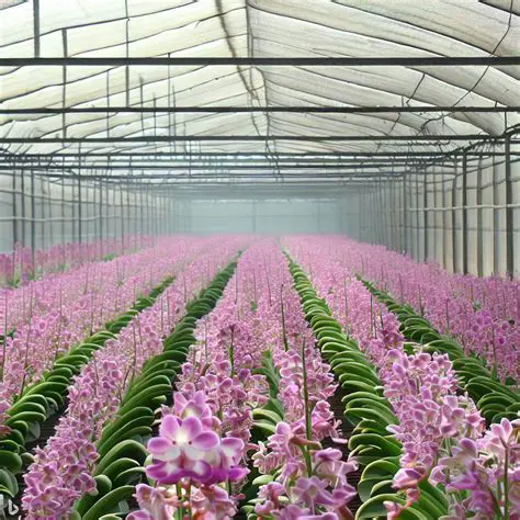 The Importance of Planting Media in Orchid Cultivation