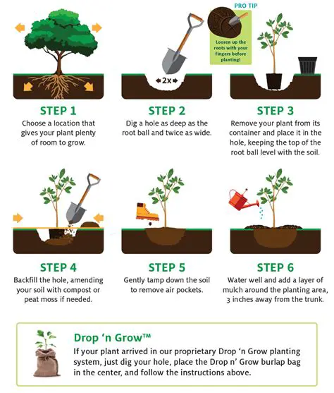 The Importance of Proper Planting Media and Fertilizer Doses