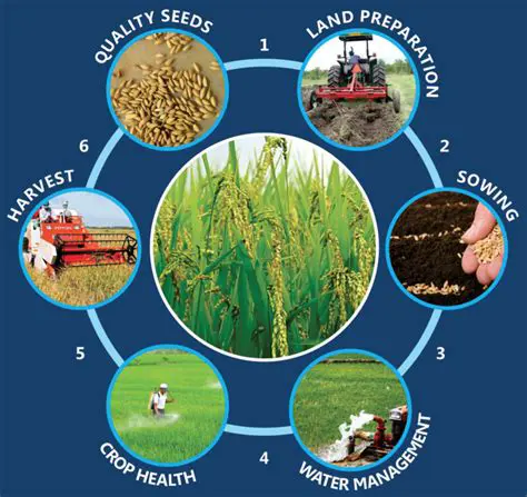 The Importance of Rice Production and the Role of Mechanical Rice Seeds