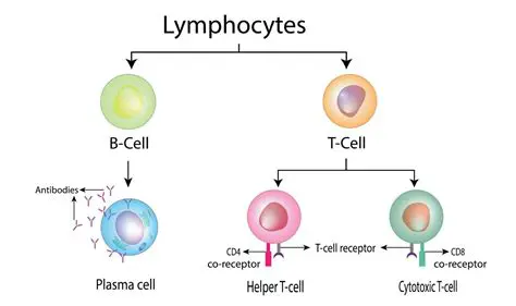 The Importance of Understanding Lymphocyte Functions