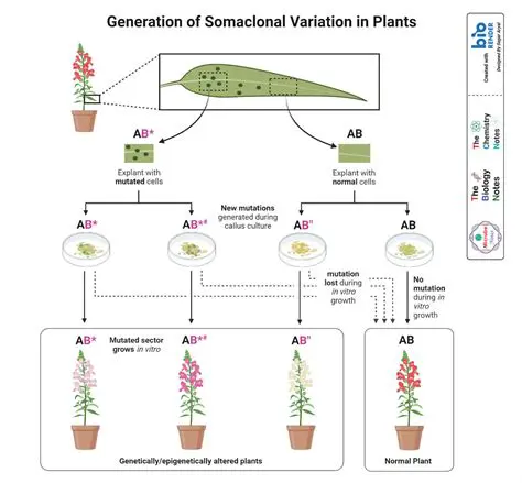 The Importance of Variation in Plant Breeding