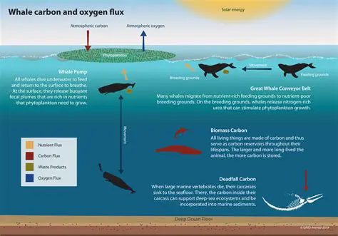 The Importance of Whale Carcasses