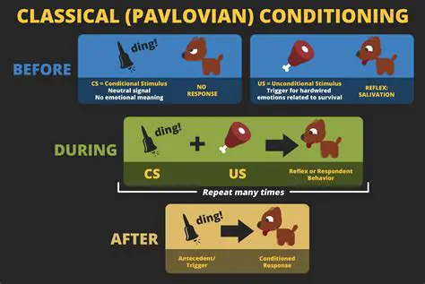 The Key Players in Classical Conditioning