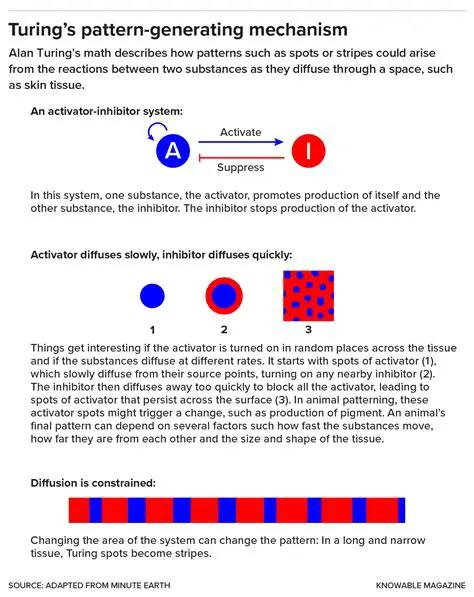 The Mathematics Behind Turing Patterns
