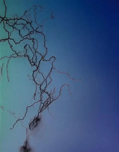 The Phenomenon of Afterimages