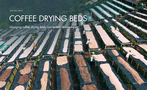 The Problem of Weather Challenges in Coffee Drying