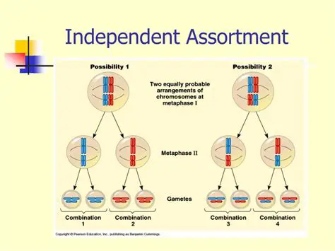 The Process of Independent Assortment