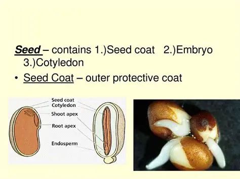 The Protective Functions of the Seed Coat