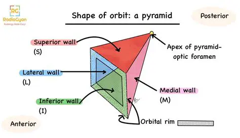 The Pyramidal Shape of the Upper Body