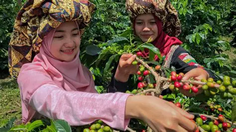 The Rise of Coffee Production in Indonesia