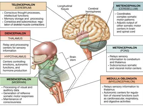 The Role of Brain Structure and Function