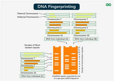 The Role of DNA in Passing Traits