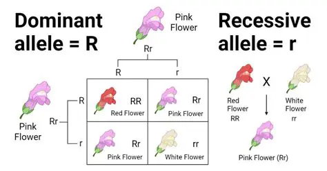 The Role of Dominant and Recessive Genes