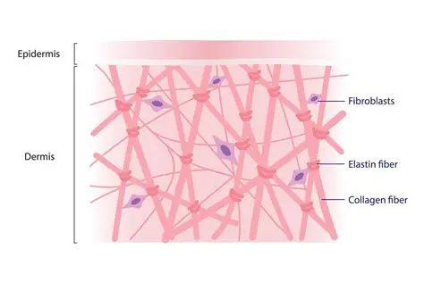 The Role of Elastin Fibers