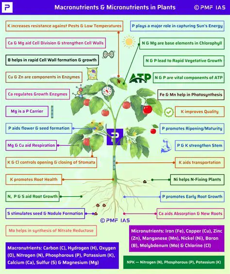 The Role of Fallen Leaves in Plant Nutrition