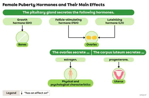 The Role of Hormones in Puberty