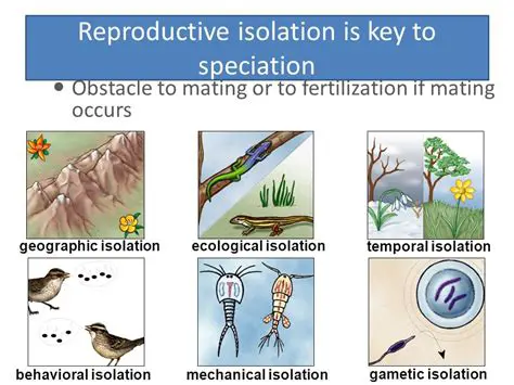 The Role of Isolation in Speciation