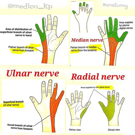 The Role of Nerves in Hand Function
