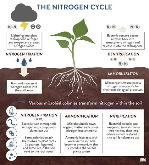 The Role of Nitrogen in Algal Growth