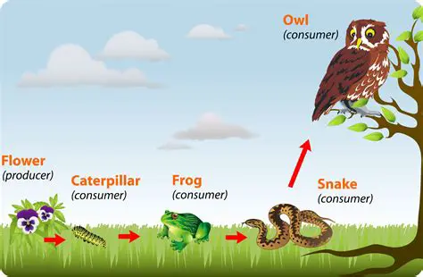 The Role of Owls in the Food Chain