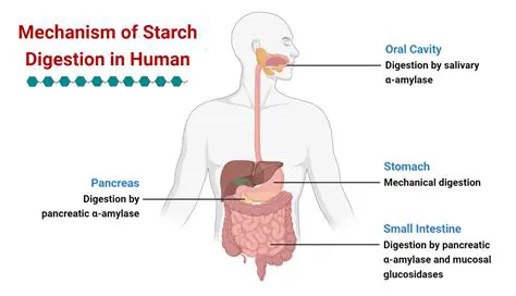 The Role of Starch in the Human Body