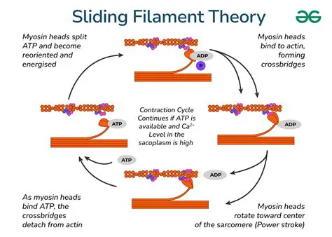 The Sliding Filament Theory