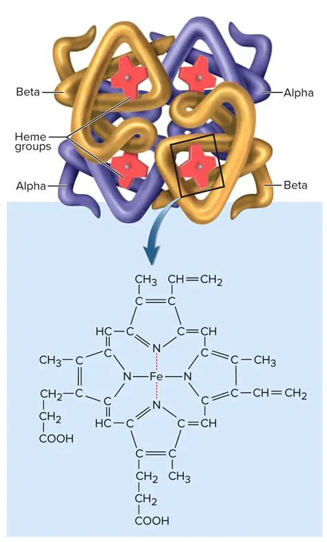 The Structure of Hemoglobin