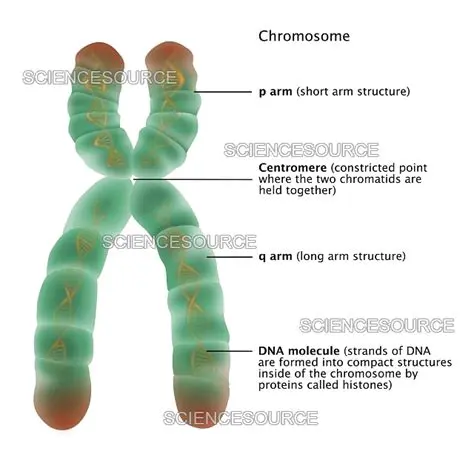 The Structure of the X and Y Chromosomes