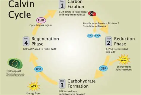 The Two Substances Produced by the Calvin Cycle