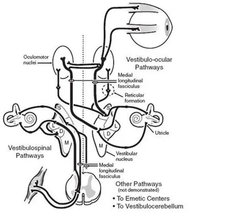 The Vestibular System and Its Pathways