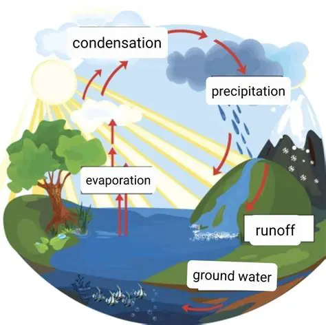 The Water Cycle and Runoff