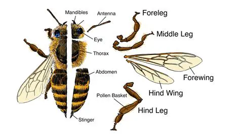 The Wing Beats of the Honeybee