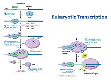 Translation of Specific Cells