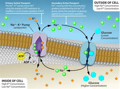 Transport of potassium ions