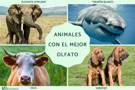 Un sentido del olfato desarrollado