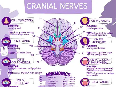 Understanding Cranial Nerve I