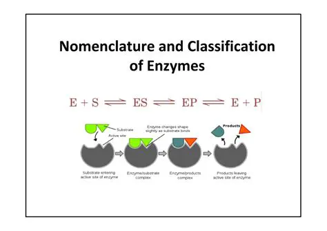 Understanding Enzyme Nomenclature