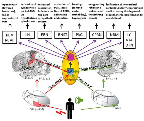 Understanding the Amygdala and Emotion Perception