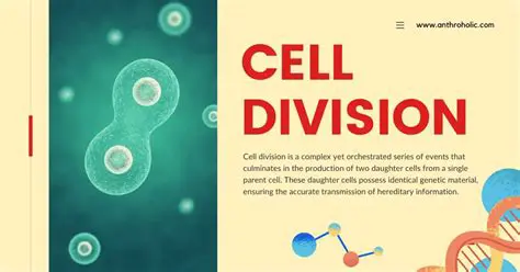 Understanding the Basics of Cell Division