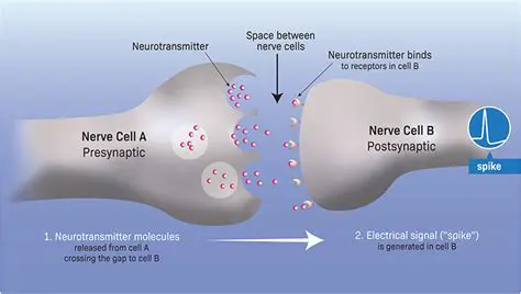 Understanding the Basics of Nerve Cell Communication