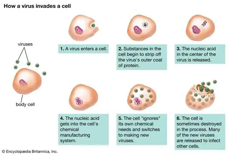 Understanding the Complex Relationship Between Viruses and Host Cells