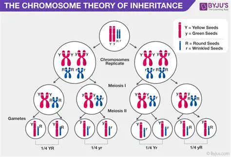 Understanding the Genetic Basis of Inheritance