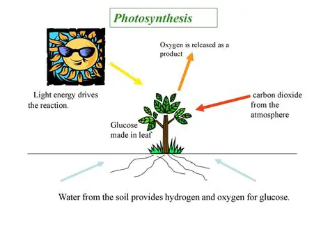 Understanding the Importance of Light in Photosynthesis
