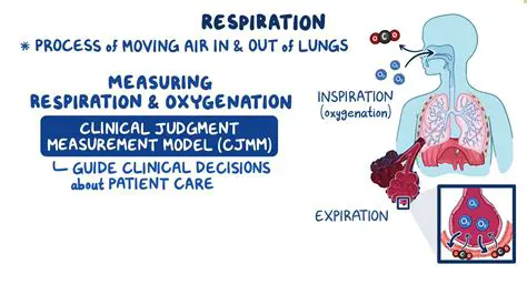 Understanding the Importance of the Lungs in Oxygenation