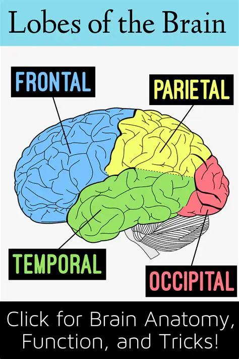 Understanding the Lobes of the Brain